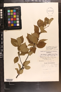 Ilex ambigua image