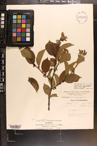 Ilex ambigua image