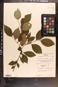 Ilex ambigua image