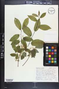 Ilex amelanchier image