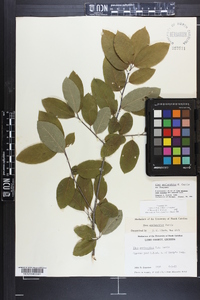 Ilex amelanchier image