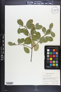Ilex pseudoumbelliformis image