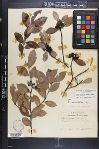 Ilex coriacea image