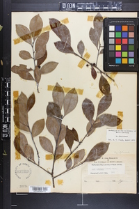 Ilex coriacea image