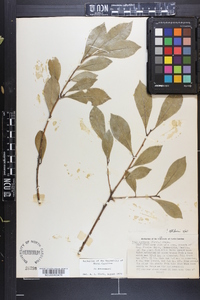 Ilex coriacea image