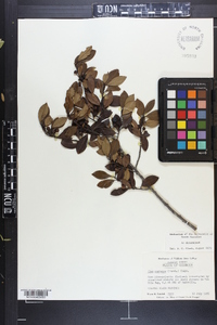 Ilex coriacea image