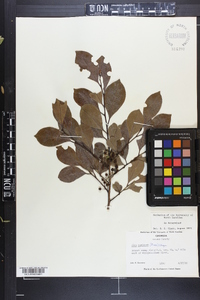 Ilex coriacea image