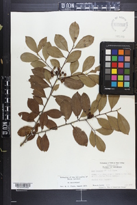 Ilex coriacea image