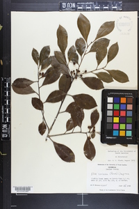 Ilex coriacea image