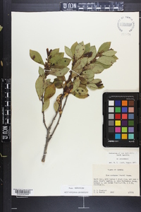 Ilex coriacea image