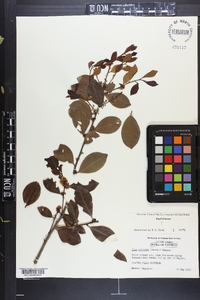 Ilex coriacea image