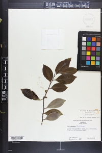 Ilex coriacea image