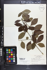 Ilex coriacea image