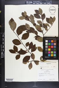 Ilex coriacea image