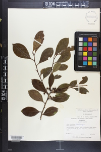 Ilex coriacea image