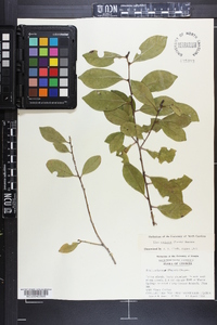 Ilex coriacea image