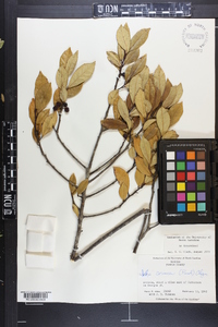 Ilex coriacea image