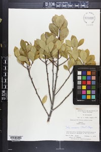 Ilex coriacea image