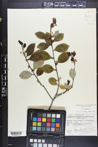 Ilex coriacea image