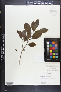 Ilex coriacea image