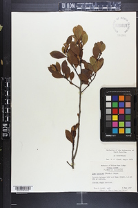 Ilex coriacea image