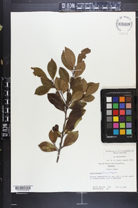 Ilex coriacea image