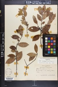 Ilex coriacea image