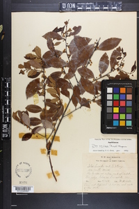 Ilex coriacea image