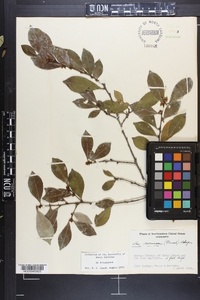 Ilex coriacea image
