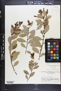 Ilex coriacea image