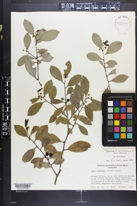 Ilex coriacea image