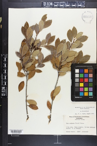 Ilex coriacea image