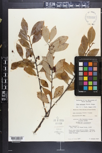 Ilex coriacea image