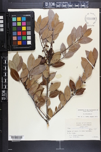 Ilex coriacea image