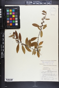 Ilex coriacea image