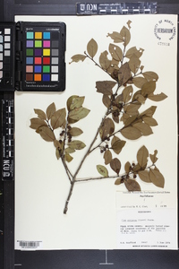 Ilex coriacea image