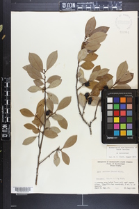 Ilex coriacea image