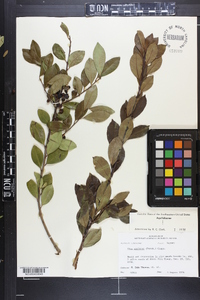 Ilex coriacea image