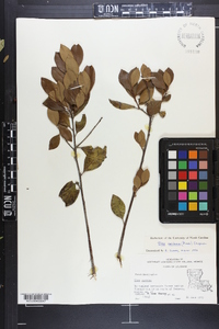 Ilex coriacea image