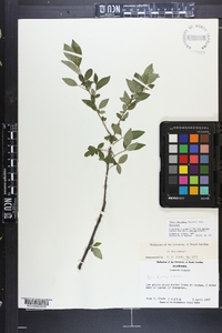 Ilex decidua var. decidua image