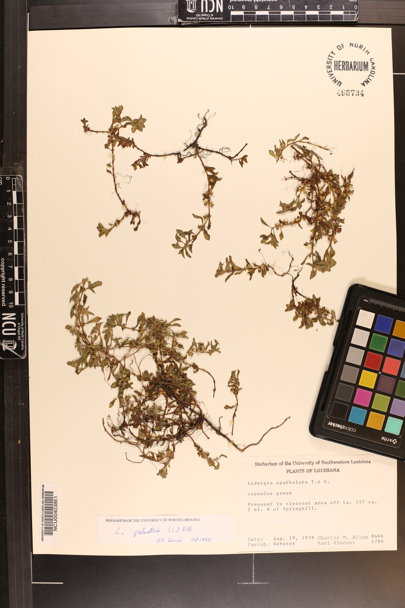 Ludwigia spathulata image