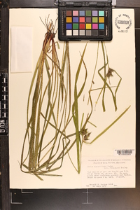 Carex intumescens var. fernaldii image