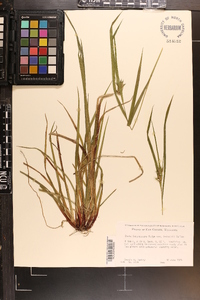 Carex intumescens var. fernaldii image