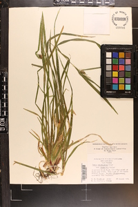 Carex intumescens var. fernaldii image