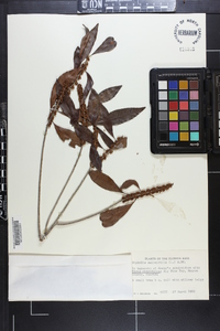 Dipholis salicifolia image
