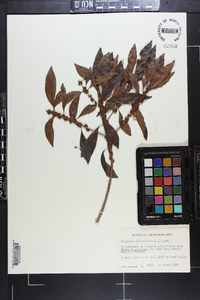 Dipholis salicifolia image
