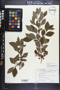 Ilex decidua var. decidua image