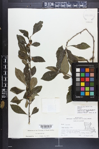 Ilex decidua var. decidua image