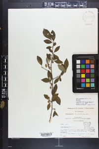 Ilex decidua var. decidua image