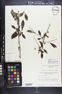 Ilex decidua var. decidua image